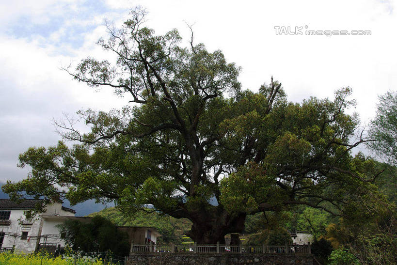 无人,横图,室外,白天,仰视,旅游,度假,草地,草坪,美景,植物,樟树,中国,亚洲,景观,云,云朵,云彩,娱乐,江西,婺源,草,树,树木,蓝色,绿色,白云,蓝天,天空,自然,天,享受,休闲,景色,放松,生长,晴朗,成长,自然风光,东亚,江西省,中华人民共和国,华东地区,赣,婺源县,上饶,上饶市,番樟,芳樟树,晴空,香樟,木樟,彩图,低角度拍摄,shwf1
