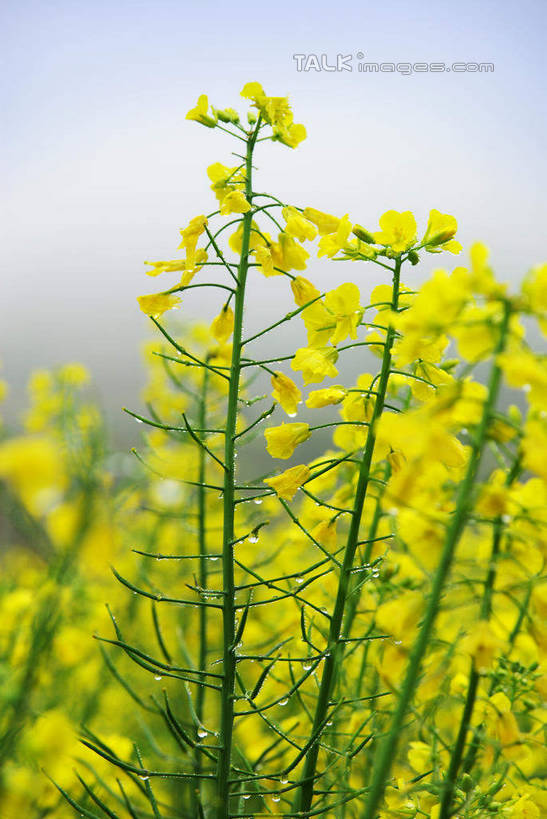 无人,农田,竖图,室外,白天,仰视,旅游,度假,庄稼,农作物,花海,花圃,美景,植物,叶子,中国,亚洲,盛开,景观,云,云朵,花蕾,云彩,娱乐,江西,庆源,婺源,花,花瓣,花朵,花卉,鲜花,蓝色,绿色,白云,蓝天,天空,自然,花丛,花束,花田,天,花苞,花蕊,油菜花,享受,休闲,景色,放松,晴朗,自然风光,东亚,江西省,中华人民共和国,华东地区,赣,婺源县,上饶,上饶市,晴空,彩图,低角度拍摄,耕地,庄稼田,油菜花田,庆源村,段莘乡,芸苔,芸薹,shwf1