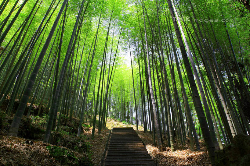 无人,横图,室外,白天,仰视,旅游,度假,美景,树林,植物,道路,路,竹子,中国,亚洲,阴影,光线,影子,阶梯,景观,竹林,小路,交通,娱乐,浙江,台阶,树,树木,浙江省,绿色,阳光,自然,享受,休闲,石阶,景色,放松,生长,成长,自然风光,东亚,中华人民共和国,华东地区,浙,丽水,丽水市,庆元,庆元县,彩图,低角度拍摄,shwf1