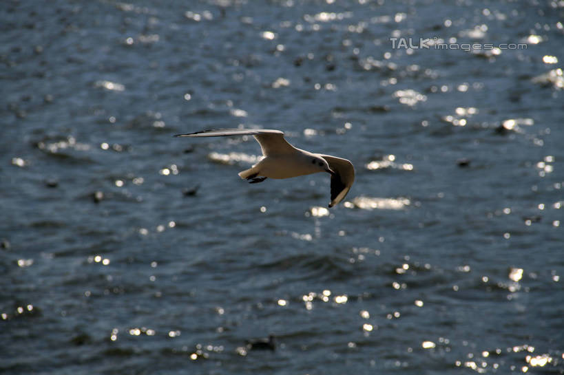 无人,横图,俯视,室外,白天,海浪,海洋,海鸟,海鸥,鸟,飞翔,伸展,张开,展翅,阴影,飞行,光线,翅膀,鸟类,影子,海面,浪花,云,云朵,翱翔,云彩,飞,一只,蓝色,白云,蓝天,天空,阳光,海水,天,晴朗,波光粼粼,海景,张开翅膀,展开翅膀,大海,风浪,海,海水的波动,近岸浪,涌浪,晴空,彩图,高角度拍摄,全身,shwf1
