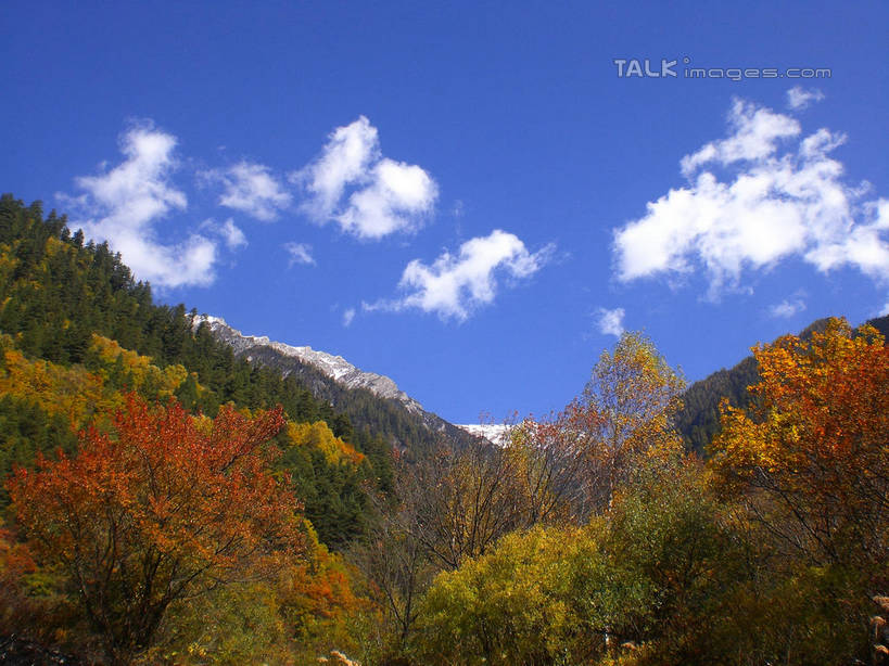 无人,横图,室外,白天,仰视,旅游,度假,美景,秋季,森林,山,山脉,树林,植物,中国,亚洲,阴影,光线,影子,景观,山峰,云,云朵,山峦,云彩,娱乐,树,树木,蓝色,绿色,白云,蓝天,天空,阳光,自然,群山,天,享受,休闲,景色,放松,北川县,四川省,生长,晴朗,成长,自然风光,东亚,四川,中华人民共和国,西南地区,川,绵阳,绵阳市,晴空,秋,秋天,彩图,低角度拍摄,北川羌族自治县,shwf1
