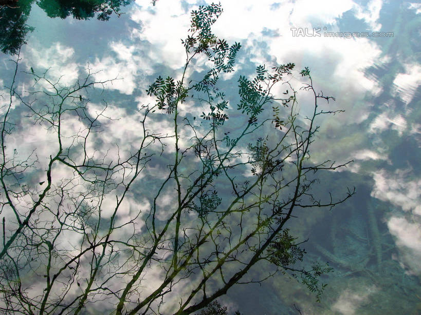 无人,横图,室外,白天,仰视,旅游,度假,美景,植物,叶子,中国,亚洲,阴影,光线,影子,景观,云,云朵,绿叶,枝条,云彩,娱乐,树,树木,树枝,蓝色,绿色,白云,蓝天,天空,阳光,自然,天,享受,休闲,嫩叶,景色,放松,北川县,四川省,生长,晴朗,成长,自然风光,东亚,四川,中华人民共和国,西南地区,川,绵阳,绵阳市,虬枝,枝杈,叶,叶片,晴空,彩图,低角度拍摄,北川羌族自治县,shwf1