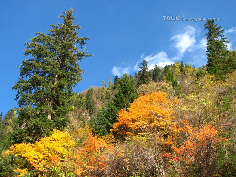 无人,横图,室外,白天,仰视,旅游,度假,美景,秋季,森林,树林,植物,中国,亚洲,阴影,光线,影子,景观,云,云朵,云彩,娱乐,树,树木,蓝色,绿色,白云,蓝天,天空,阳光,自然,天,享受,休闲,景色,放松,北川县,四川省,生长,晴朗,成长,自然风光,东亚,四川,中华人民共和国,西南地区,川,绵阳,绵阳市,晴空,秋,秋天,彩图,低角度拍摄,北川羌族自治县,shwf1
