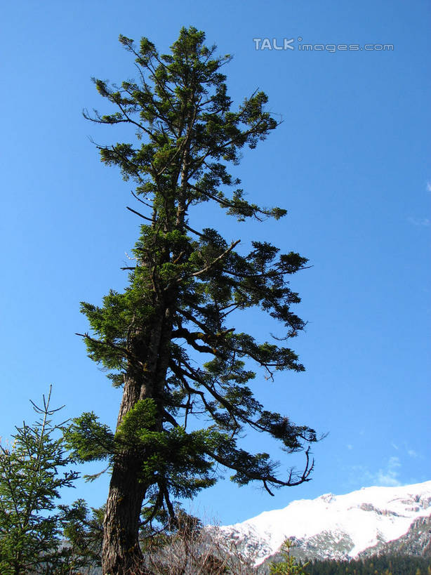 无人,竖图,室外,白天,仰视,旅游,度假,美景,森林,山,树林,雪,雪山,植物,大雪,中国,亚洲,阴影,光线,影子,冰,积雪,景观,山峰,雪景,冬季,冬天,枝条,山峦,娱乐,树,树木,树枝,蓝色,绿色,蓝天,天空,阳光,自然,天,享受,休闲,景色,放松,寒冷,北川县,四川省,生长,晴朗,成长,冰冷,自然风光,东亚,四川,万里无云,中华人民共和国,西南地区,严寒,川,冰凉,酷寒,凛冽,凛凛,极冷,绵阳,绵阳市,虬枝,枝杈,晴空,晴空万里,彩图,低角度拍摄,北川羌族自治县,shwf1