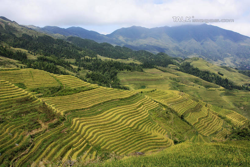 无人,农田,横图,俯视,室外,白天,旅游,度假,庄稼,梯田,农作物,石头,美景,山,山脉,树林,峡谷,植物,中国,亚洲,阴影,曲折,弯曲,光线,纹路,石子,纹理,影子,景观,山峰,云,云朵,山谷,山峦,云彩,娱乐,树,树木,蓝色,绿色,白云,蓝天,天空,阳光,自然,群山,天,享受,休闲,景色,放松,蜿蜒,生长,晴朗,成长,广西,连绵,绵延,岩层,自然风光,山岭,东亚,龙胜,广西壮族自治区,肌理,中华人民共和国,桂,华南地区,联贯,龙胜各族自治县,金坑梯田,石块,岩石,晴空,彩图,高角度拍摄,耕地,庄稼田,shwf1