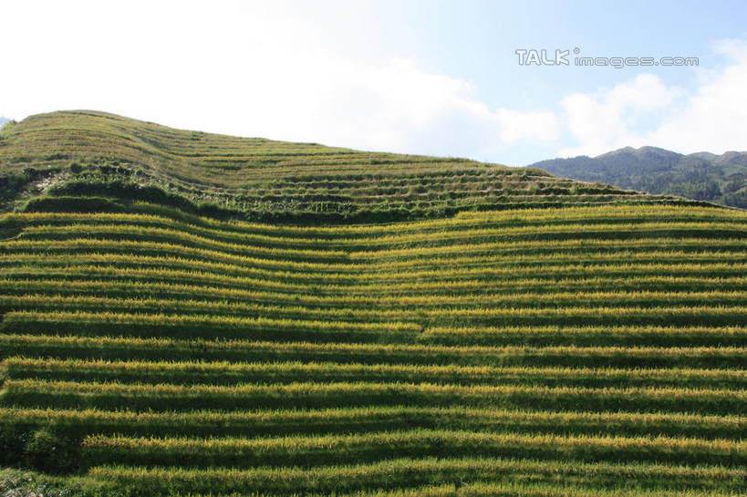 无人,农田,横图,室外,白天,仰视,旅游,度假,庄稼,梯田,农作物,石头,美景,山,山脉,树林,峡谷,植物,中国,亚洲,阴影,曲折,弯曲,光线,纹路,石子,纹理,影子,景观,山峰,云,云朵,山谷,山峦,云彩,娱乐,树,树木,蓝色,绿色,白云,蓝天,天空,阳光,自然,群山,天,享受,休闲,景色,放松,蜿蜒,生长,晴朗,成长,广西,连绵,绵延,岩层,自然风光,山岭,东亚,龙胜,广西壮族自治区,肌理,中华人民共和国,桂,华南地区,联贯,龙胜各族自治县,金坑梯田,石块,岩石,晴空,彩图,低角度拍摄,耕地,庄稼田,shwf1
