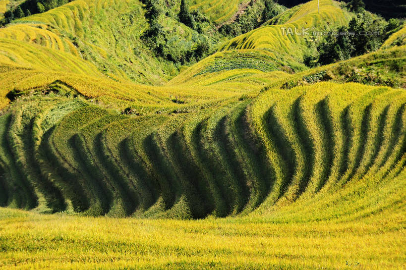 无人,农田,横图,俯视,室外,白天,旅游,度假,庄稼,梯田,农作物,石头,美景,山,山脉,峡谷,中国,亚洲,阴影,曲折,弯曲,光线,纹路,石子,纹理,影子,景观,山峰,山谷,山峦,娱乐,阳光,自然,群山,享受,休闲,景色,放松,蜿蜒,广西,连绵,绵延,岩层,自然风光,山岭,东亚,龙胜,广西壮族自治区,肌理,中华人民共和国,桂,华南地区,联贯,龙胜各族自治县,金坑梯田,石块,岩石,彩图,高角度拍摄,耕地,庄稼田,shwf1