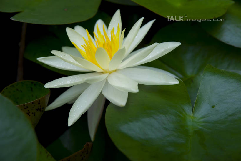 无人,横图,俯视,室外,特写,白天,美景,水,睡莲,叶子,阴影,盛开,光线,液体,影子,池塘,景观,水池,水滴,荷叶,花蕾,花,花瓣,花朵,鲜花,一朵,白色,阳光,自然,花苞,花蕊,景色,自然风光,纯真,妖艳,莲叶,水芹花,抒情,洁净,水洋花,小莲花,子午莲,叶,叶片,彩图,高角度拍摄,shwf1