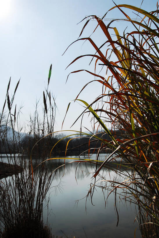 无人,竖图,室外,白天,正面,旅游,度假,湖,湖泊,美景,水,芦苇,叶子,中国,亚洲,阴影,光线,影子,湖面,景观,水流,水面,粽叶,绿叶,娱乐,浙江,浙江省,蓝色,蓝天,天空,阳光,自然,湖水,天,享受,休闲,嫩叶,景色,放松,晴朗,杭州,自然风光,东亚,杭州市,万里无云,中华人民共和国,华东地区,省会,浙,箬叶,芦苇叶,叶,叶片,晴空,晴空万里,彩图,shwf1