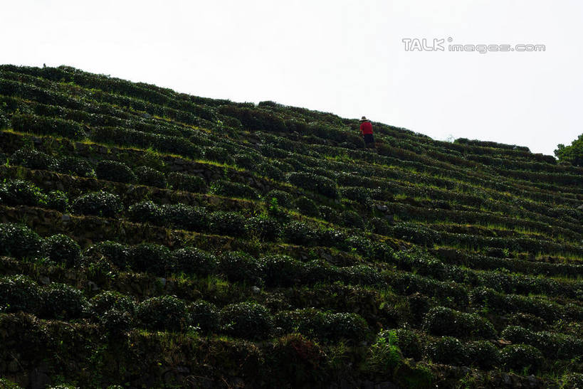 一个人,农民,站,横图,室外,白天,仰视,旅游,度假,幸福,美景,茶,中国,亚洲,仅一个男性,仅一个人,阴影,服装,光线,纹路,纹理,影子,景观,茶叶,休闲装,娱乐,茶园,浙江,浙江省,仅一个年轻男性,衣服,蓝色,蓝天,天空,阳光,自然,天,站着,享受,休闲,温馨,休闲服,景色,放松,乐趣,服饰,晴朗,杭州,龙井村,提神,舒适,自然风光,醒脑,茶场,东亚,杭州市,万里无云,肌理,中华人民共和国,华东地区,省会,浙,西湖区,男人,男性,年轻男性,晴空,晴空万里,佃农,农场主,农夫,农工,乡下人,小农,庄稼人,站立,彩图,低角度拍摄,全身,shwf1