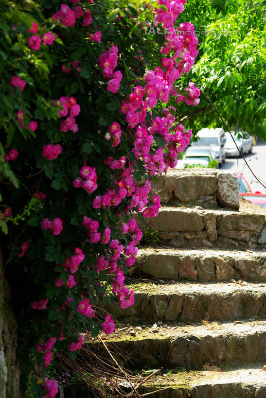 无人,竖图,室外,白天,正面,旅游,度假,美景,楼梯,叶子,中国,亚洲,盛开,阶梯,景观,绿叶,花蕾,娱乐,浙江,台阶,花,花瓣,花朵,鲜花,浙江省,紫色,自然,花苞,花蕊,享受,休闲,嫩叶,景色,放松,杭州,龙井村,自然风光,东亚,杭州市,中华人民共和国,华东地区,省会,浙,西湖区,叶,叶片,彩图,shwf1