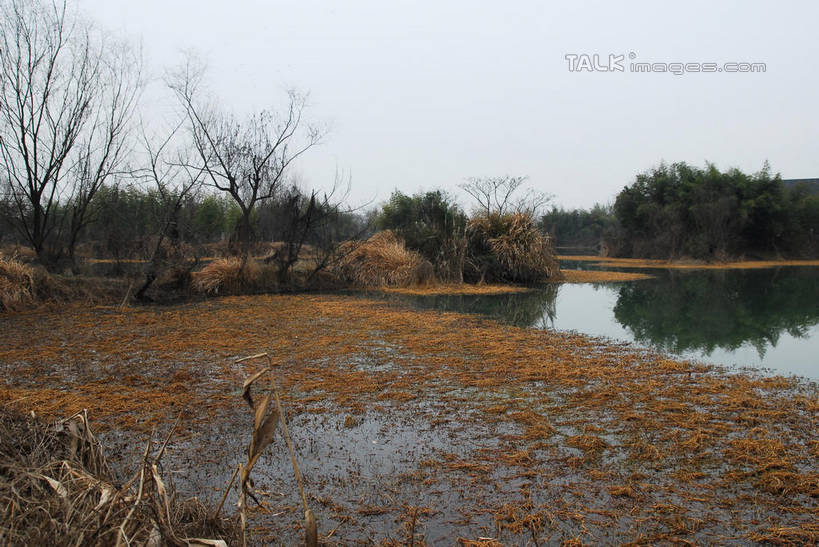 无人,公园,横图,室外,白天,正面,旅游,度假,河流,美景,水,植物,芦苇,叶子,中国,亚洲,一堆,许多,阴影,堆叠,堆积,光线,影子,河水,景观,水流,粽叶,绿叶,枝条,很多,娱乐,浙江,树,树木,树枝,浙江省,蓝色,绿色,蓝天,天空,阳光,自然,天,享受,休闲,嫩叶,景色,放松,生长,晴朗,成长,杭州,西溪,堆,自然风光,东亚,杭州市,万里无云,中华人民共和国,华东地区,省会,浙,箬叶,芦苇叶,虬枝,枝杈,西湖区,叶,叶片,晴空,晴空万里,彩图,西溪国家湿地公园,杭州之肺,杭州西溪国家湿地公园,shwf1