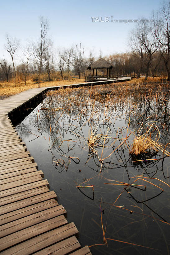 无人,公园,竖图,室外,白天,正面,旅游,度假,河流,美景,水,植物,芦苇,叶子,中国,亚洲,阴影,光线,木板,影子,河水,景观,水流,桥,粽叶,绿叶,枝条,木桥,娱乐,浙江,栈桥,树,树木,树枝,浙江省,蓝色,绿色,蓝天,天空,阳光,自然,天,享受,休闲,嫩叶,景色,放松,生长,晴朗,成长,杭州,西溪,人行桥,木板桥,自然风光,东亚,杭州市,万里无云,中华人民共和国,华东地区,省会,浙,箬叶,芦苇叶,虬枝,枝杈,西湖区,叶,叶片,晴空,晴空万里,彩图,西溪国家湿地公园,杭州之肺,杭州西溪国家湿地公园,shwf1