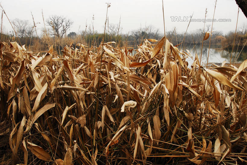 无人,公园,横图,室外,白天,正面,旅游,度假,河流,美景,水,芦苇,叶子,中国,亚洲,阴影,光线,影子,河水,景观,水流,粽叶,绿叶,娱乐,浙江,浙江省,蓝色,蓝天,天空,阳光,自然,天,享受,休闲,嫩叶,景色,放松,晴朗,杭州,西溪,自然风光,东亚,杭州市,万里无云,中华人民共和国,华东地区,省会,浙,箬叶,芦苇叶,西湖区,叶,叶片,晴空,晴空万里,彩图,西溪国家湿地公园,杭州之肺,杭州西溪国家湿地公园,shwf1