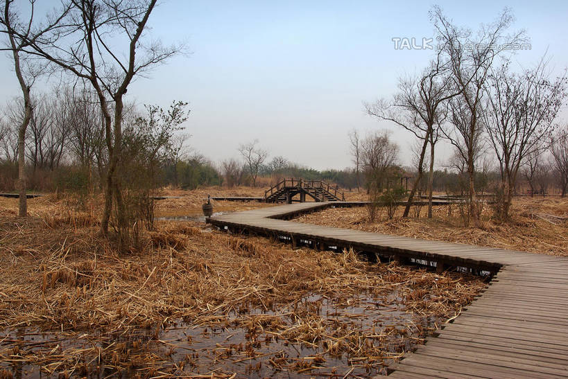 无人,公园,横图,室外,白天,正面,旅游,度假,河流,美景,水,植物,芦苇,叶子,中国,亚洲,阴影,光线,木板,影子,河水,景观,水流,桥,粽叶,绿叶,枝条,木桥,娱乐,浙江,栈桥,树,树木,树枝,浙江省,蓝色,绿色,蓝天,天空,阳光,自然,天,享受,休闲,嫩叶,景色,放松,生长,晴朗,成长,杭州,西溪,人行桥,木板桥,自然风光,东亚,杭州市,万里无云,中华人民共和国,华东地区,省会,浙,箬叶,芦苇叶,虬枝,枝杈,西湖区,叶,叶片,晴空,晴空万里,彩图,西溪国家湿地公园,杭州之肺,杭州西溪国家湿地公园,shwf1