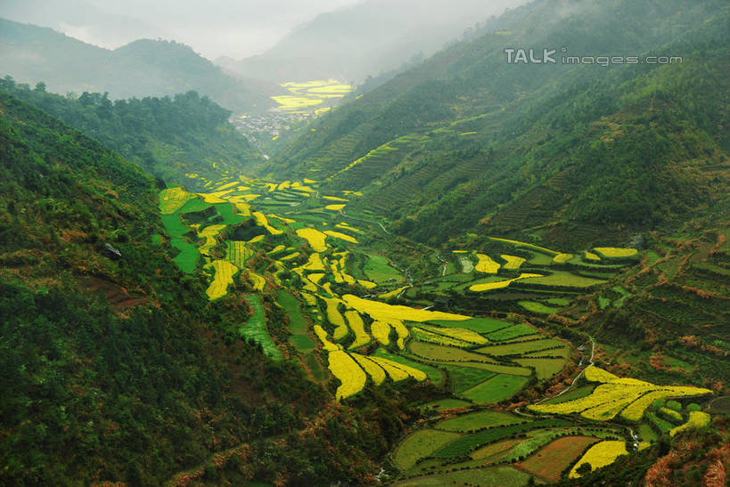 无人,农田,横图,俯视,室外,白天,旅游,度假,庄稼,梯田,农作物,日出,花海,花圃,美景,山,山脉,树林,太阳,植物,雾,叶子,中国,亚洲,朦胧,模糊,曲折,弯曲,盛开,景观,山峰,朝霞,晨曦,黎明,山峦,花蕾,娱乐,官坑,江西,婺源,花,花瓣,花朵,花卉,鲜花,树,树木,绿色,阳光,自然,花丛,花束,花田,群山,花苞,花蕊,油菜花,享受,休闲,景色,放松,蜿蜒,生长,成长,迷雾,自然风光,东亚,江西省,中华人民共和国,华东地区,赣,婺源县,上饶,上饶市,朝阳,大雾,彩图,高角度拍摄,耕地,庄稼田,卯时,破晓,日始,官坑村,段莘乡,芸苔,芸薹,shwf1