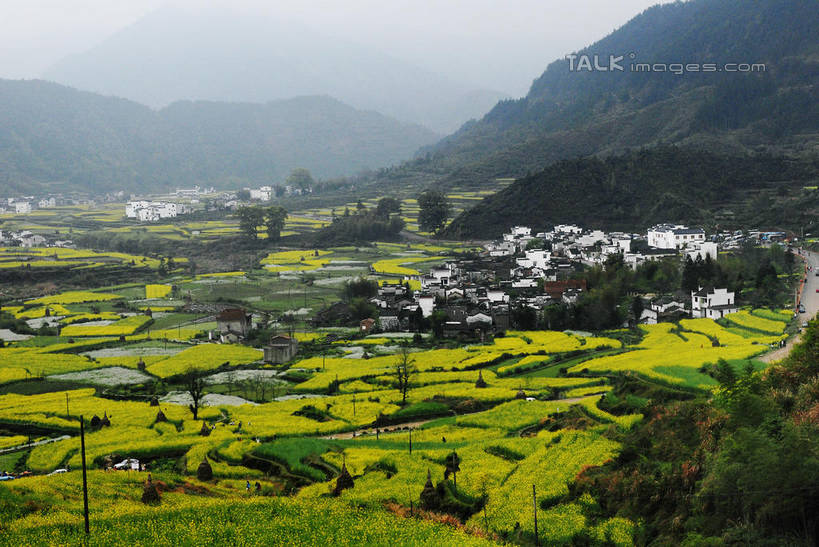 无人,家,农田,横图,室外,白天,正面,旅游,度假,庄稼,梯田,农作物,日出,花海,花圃,美景,森林,山,山脉,树林,太阳,植物,雾,叶子,中国,亚洲,朦胧,模糊,曲折,弯曲,盛开,房屋,屋子,景观,山峰,朝霞,晨曦,黎明,山峦,花蕾,娱乐,官坑,江西,婺源,楼房,住宅,花,花瓣,花朵,花卉,鲜花,树,树木,绿色,阳光,自然,花丛,花束,花田,群山,花苞,花蕊,油菜花,享受,休闲,瓦房,景色,放松,蜿蜒,生长,成长,迷雾,自然风光,东亚,江西省,中华人民共和国,华东地区,赣,婺源县,上饶,上饶市,朝阳,大雾,彩图,耕地,庄稼田,卯时,破晓,日始,房子,官坑村,段莘乡,芸苔,芸薹,shwf1