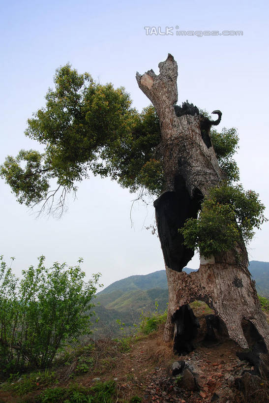 无人,竖图,室外,白天,仰视,旅游,度假,美景,山,山脉,植物,叶子,中国,亚洲,阴影,光线,影子,景观,山峰,绿叶,枝条,山峦,娱乐,江西,婺源,树,树木,树枝,蓝色,绿色,蓝天,天空,阳光,自然,群山,天,享受,休闲,嫩叶,景色,放松,生长,晴朗,成长,自然风光,东亚,江西省,万里无云,中华人民共和国,华东地区,赣,婺源县,上饶,上饶市,虬枝,枝杈,叶,叶片,晴空,晴空万里,彩图,低角度拍摄,shwf1