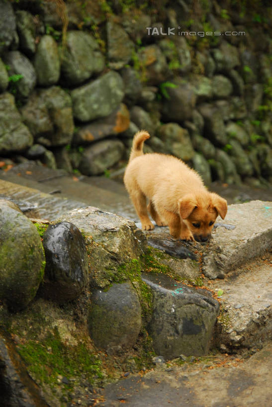 无人,站,竖图,俯视,室外,白天,石头,美景,楼梯,宠物,狗,石子,阶梯,墙,景观,青苔,苔藓,注视,墙壁,墙面,台阶,一只,自然,动物,低头,观察,看,站着,景色,可爱,观看,察看,关注,自然风光,忠诚,石块,岩石,犬,站立,彩图,高角度拍摄,全身,shwf1