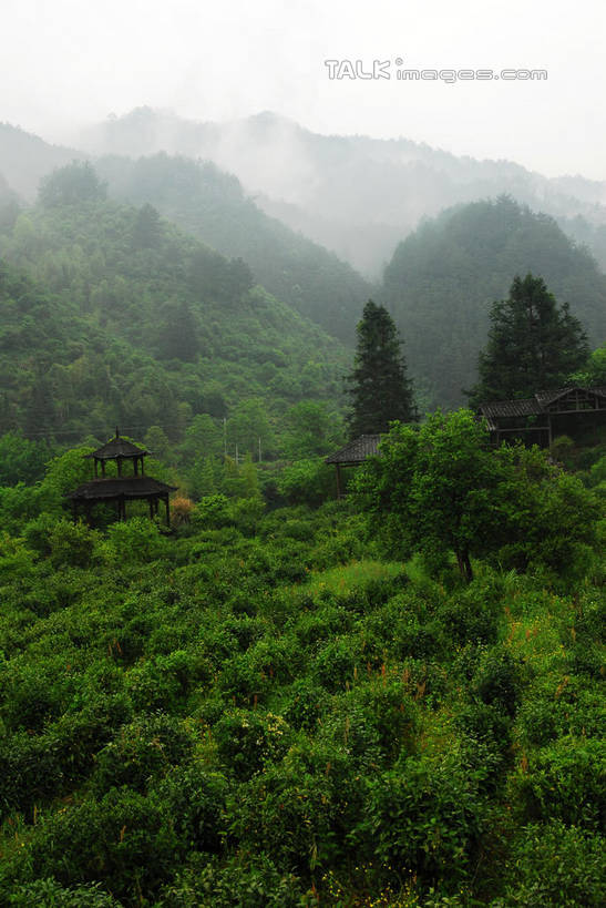 无人,竖图,俯视,室外,白天,旅游,度假,日出,美景,森林,山,山脉,树林,太阳,植物,雾,中国,亚洲,朦胧,模糊,景观,山峰,朝霞,晨曦,黎明,山峦,娱乐,江西,景德镇,树,树木,绿色,阳光,自然,群山,享受,休闲,景色,放松,生长,成长,迷雾,自然风光,东亚,江西省,中华人民共和国,华东地区,赣,景德镇市,朝阳,大雾,彩图,高角度拍摄,卯时,破晓,日始,瑶里镇,瑶里古镇,瑶里,shwf1