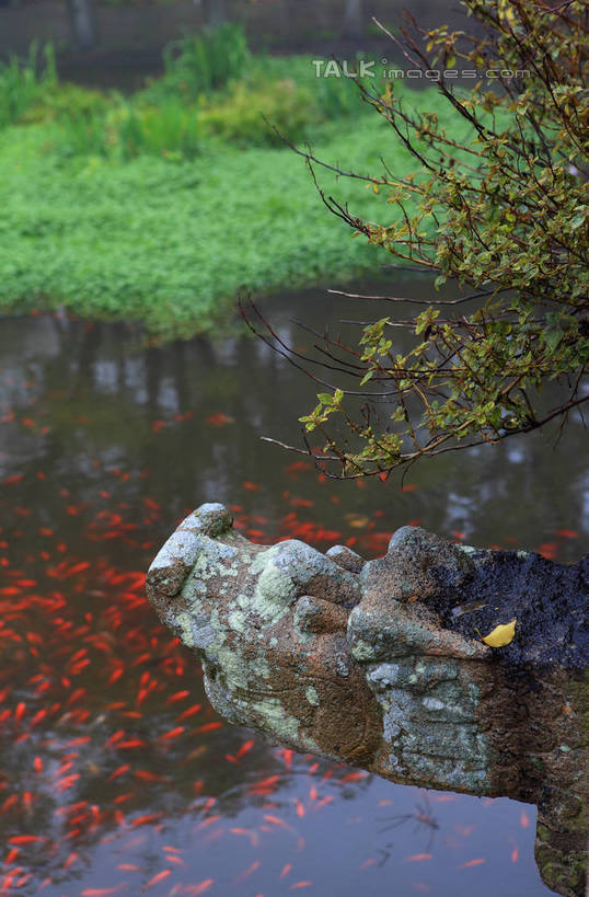 无人,竖图,室外,白天,正面,旅游,度假,成功,草地,草坪,河流,美景,水,植物,雕塑,中国,亚洲,阴影,艺术,装饰,光线,龙,雕刻,雕像,影子,河水,景观,水流,娱乐,浙江,石雕,草,浙江省,绿色,倒影,阳光,自然,工艺品,享受,休闲,景色,放松,纪念,美术,倒映,高贵,自然风光,主题,图腾,传说,陈列,东亚,普陀区,普济寺,中华人民共和国,华东地区,浙,功能,美学,祥瑞,灵兽,权势,尊荣,舟山,舟山市,反照,幸运,彩图,普济禅院,shwf1