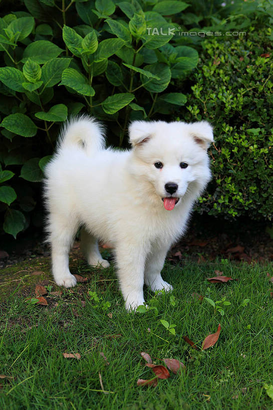 无人,站,竖图,室外,白天,正面,草地,草坪,美景,树林,植物,宠物,狗,阴影,光线,影子,景观,注视,吐舌头,草,树,树木,一只,绿色,白色,阳光,自然,动物,观察,看,站着,景色,可爱,生长,成长,观看,察看,关注,自然风光,萨摩耶,忠诚,萨摩,萨摩耶德犬,萨摩耶犬,舌头,犬,站立,彩图,全身,shwf1