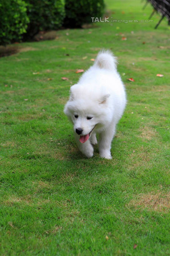 无人,站,竖图,俯视,室外,白天,草地,草坪,美景,树林,植物,宠物,狗,阴影,光线,影子,景观,注视,吐舌头,草,树,树木,一只,绿色,白色,阳光,自然,动物,观察,看,站着,景色,可爱,生长,成长,观看,察看,关注,自然风光,萨摩耶,忠诚,萨摩,萨摩耶德犬,萨摩耶犬,舌头,犬,站立,彩图,高角度拍摄,全身,shwf1