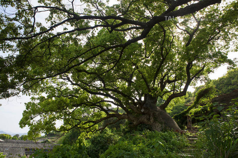 无人,横图,室外,白天,仰视,旅游,度假,美景,植物,樟树,中国,亚洲,阴影,光线,影子,景观,枝条,娱乐,浙江,树,树木,树枝,浙江省,蓝色,绿色,蓝天,天空,阳光,自然,天,享受,休闲,景色,放松,生长,晴朗,成长,自然风光,东亚,普陀区,普陀山,万里无云,中华人民共和国,华东地区,浙,舟山,舟山市,番樟,芳樟树,虬枝,枝杈,晴空,晴空万里,香樟,木樟,彩图,低角度拍摄,海天佛国,普陀山海岸牌坊,shwf1