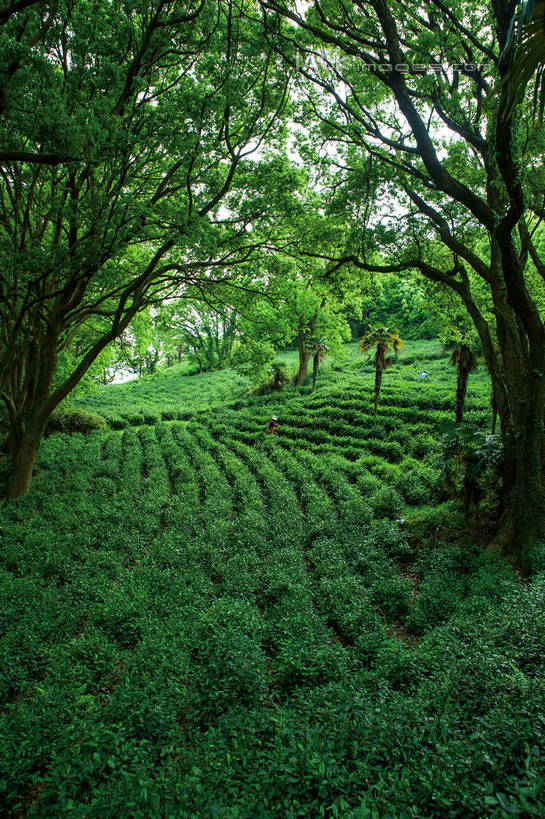 无人,竖图,室外,白天,正面,旅游,度假,草地,草坪,美景,植物,中国,亚洲,阴影,光线,影子,景观,娱乐,茶园,浙江,草,树,树木,浙江省,绿色,阳光,自然,享受,休闲,景色,放松,生长,成长,自然风光,茶场,东亚,普陀区,普陀山,中华人民共和国,华东地区,浙,舟山,舟山市,彩图,海天佛国,shwf1