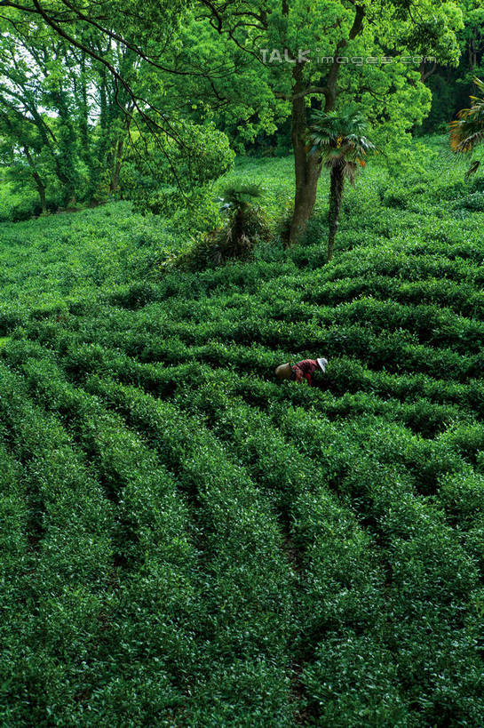 无人,竖图,室外,白天,正面,旅游,度假,草地,草坪,美景,植物,中国,亚洲,阴影,光线,影子,景观,娱乐,茶园,浙江,草,树,树木,浙江省,绿色,阳光,自然,享受,休闲,景色,放松,生长,成长,自然风光,茶场,东亚,普陀区,普陀山,中华人民共和国,华东地区,浙,舟山,舟山市,彩图,海天佛国,shwf1