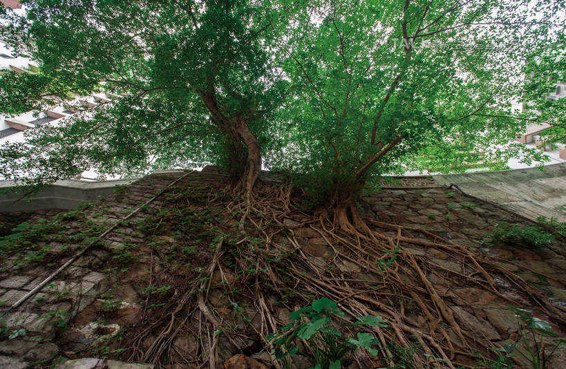 无人,横图,室外,白天,仰视,度假,美景,植物,城市风光,城市,榕树,香港,中国,亚洲,景观,枝条,娱乐,树,树木,树枝,中环,绿色,自然,享受,休闲,景色,放松,生长,成长,港,东亚,香港岛,香港特别行政区,港澳台,中华人民共和国,虬枝,枝杈,港岛,中西区,彩图,低角度拍摄,shwf1