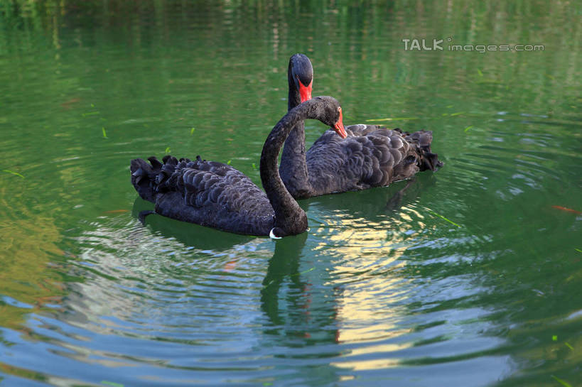 游泳,无人,横图,俯视,室外,白天,河流,美景,水,鸟,野生动物,天鹅,阴影,波纹,光线,鸟类,影子,河水,景观,水流,涟漪,注视,红色,黑色,倒影,水纹,阳光,自然,动物,波浪,低头,观察,看,两只,景色,可爱,观看,察看,倒映,关注,自然风光,水晕,泅水,垂头,黑天鹅,反照,拍浮,鹄,彩图,高角度拍摄,全身,shwf1
