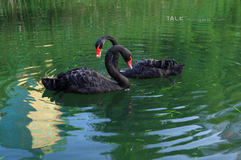 游泳,无人,横图,俯视,室外,白天,河流,美景,水,鸟,野生动物,天鹅,阴影,波纹,光线,鸟类,影子,河水,景观,水流,涟漪,注视,红色,黑色,倒影,水纹,阳光,自然,动物,波浪,低头,观察,看,两只,景色,可爱,观看,察看,倒映,关注,自然风光,水晕,泅水,垂头,黑天鹅,反照,拍浮,鹄,彩图,高角度拍摄,全身,shwf1