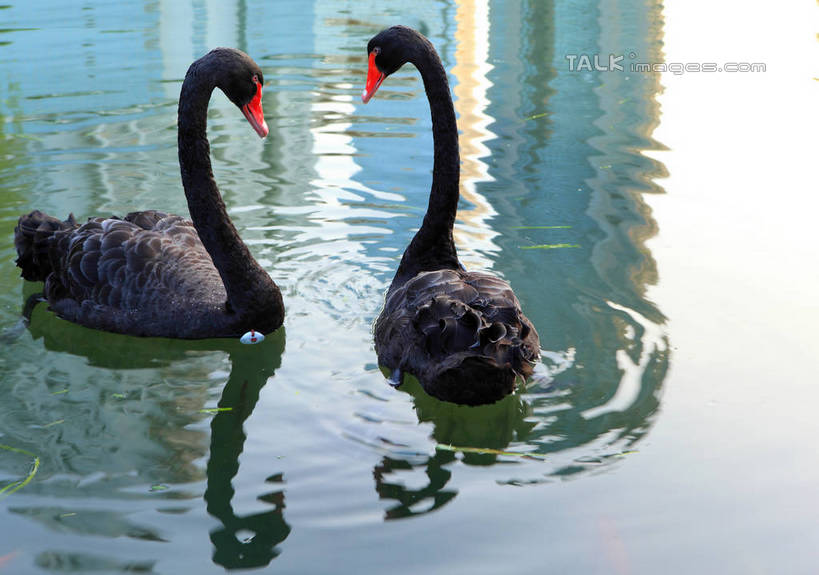 游泳,无人,横图,俯视,室外,白天,河流,美景,水,鸟,野生动物,天鹅,阴影,波纹,光线,鸟类,影子,河水,景观,水流,涟漪,注视,红色,黑色,倒影,水纹,阳光,自然,动物,波浪,低头,观察,看,两只,景色,可爱,观看,察看,倒映,关注,自然风光,水晕,泅水,垂头,黑天鹅,反照,拍浮,鹄,彩图,高角度拍摄,全身,shwf1