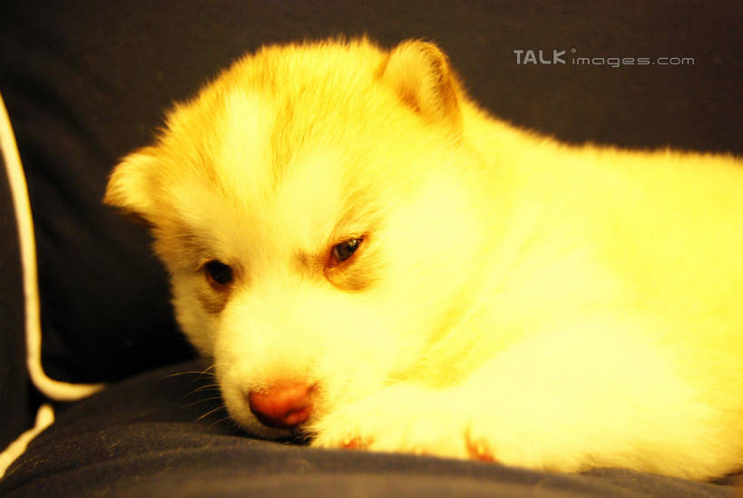 无人,客厅,横图,室内,特写,白天,侧面,沙发,宠物,狗,阴影,朦胧,模糊,反射,影子,注视,一只,黄色,动物,观察,看,趴着,可爱,哈士奇,哈士奇犬,观看,察看,起居室,关注,西伯利亚雪橇犬,雪橇犬,布艺沙发,忠诚,哈士奇狗,西伯利亚哈士奇,客堂,犬,趴,半身,彩图,shxw1