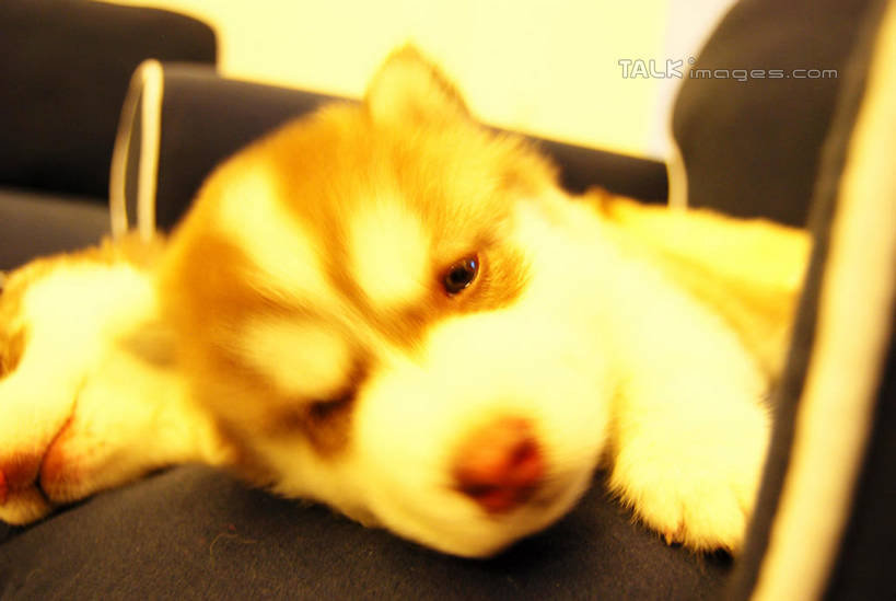 无人,客厅,横图,室内,特写,白天,正面,沙发,宠物,狗,阴影,朦胧,模糊,反射,影子,注视,一只,黄色,动物,观察,看,趴着,可爱,哈士奇,哈士奇犬,观看,察看,起居室,关注,西伯利亚雪橇犬,雪橇犬,布艺沙发,忠诚,哈士奇狗,西伯利亚哈士奇,客堂,犬,趴,半身,彩图,shxw1