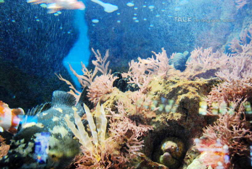 游泳,无人,横图,室内,白天,正面,海底,水下,一群,许多,表演,鱼,珊瑚,水底,很多,珊瑚礁,鱼类,海洋生物,无脊椎动物,水族馆,展示,海底世界,展览,腔肠动物,饲养,水生动物,水生物,海底动物,收集,海底礁,泅水,珊瑚虫,拍浮,极地海洋世界,海床,礁,岩石,半身,彩图,shxw1