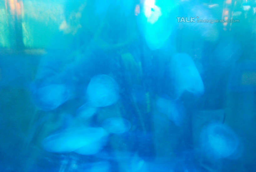 游泳,无人,横图,室内,白天,正面,海底,水下,一群,许多,表演,鱼,珊瑚,水底,很多,珊瑚礁,鱼类,海洋生物,无脊椎动物,水族馆,展示,海底世界,展览,腔肠动物,饲养,水生动物,水生物,海底动物,收集,海底礁,泅水,珊瑚虫,拍浮,极地海洋世界,海床,礁,岩石,半身,彩图,shxw1