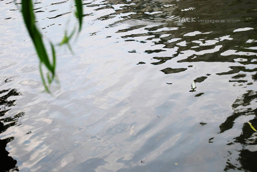 无人,横图,俯视,室外,白天,河流,美景,水,植物,柳树,叶子,阴影,波纹,朦胧,模糊,光线,影子,河水,景观,水流,绿叶,涟漪,垂柳,树,树木,绿色,倒影,水纹,阳光,自然,波浪,嫩叶,景色,生长,成长,倒映,自然风光,水晕,倒挂柳,反照,叶,叶片,垂枝柳,彩图,高角度拍摄,shxw1