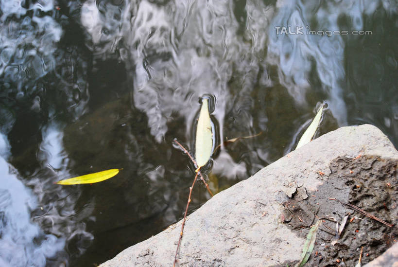 无人,横图,俯视,室外,特写,白天,河流,美景,水,柳树,叶子,阴影,波纹,朦胧,模糊,光线,影子,河水,景观,水流,枯叶,落叶,涟漪,垂柳,倒影,水纹,阳光,自然,波浪,景色,倒映,自然风光,水晕,倒挂柳,反照,叶,叶片,垂枝柳,彩图,高角度拍摄,shxw1