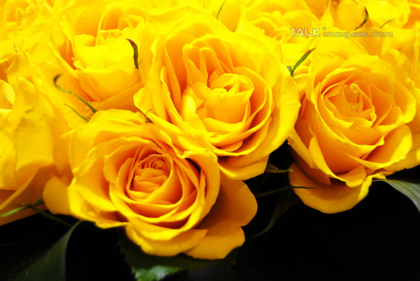 无人,花店,商店,横图,俯视,室内,特写,白天,爱情,幸福,纯洁,热情,玫瑰,叶子,许多,朦胧,模糊,盛开,绿叶,玫瑰花,很多,浪漫,花蕾,商铺,黄玫瑰,花,花瓣,花朵,鲜花,黄色,花苞,花蕊,温暖,温馨,嫩叶,恩爱,和睦,感动,尊敬,市肆,商号,天真,刺玫花,徘徊花,叶,叶片,彩图,高角度拍摄,店铺,融洽,shxw1