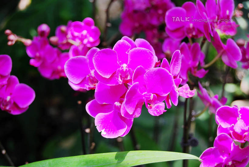 无人,横图,室外,特写,白天,正面,美景,蝴蝶兰,叶子,阴影,朦胧,模糊,盛开,光线,影子,景观,绿叶,花蕾,花,花瓣,花朵,鲜花,紫色,阳光,自然,花苞,花蕊,嫩叶,景色,自然风光,蝶兰,兰中皇后,兰花,叶,叶片,彩图,兰花之后,台湾蝴蝶兰,shxw1