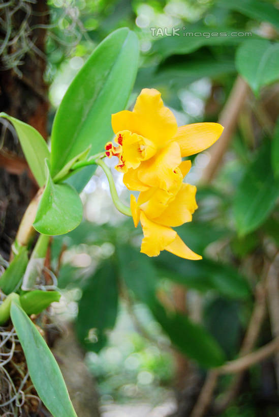 无人,竖图,俯视,室外,特写,白天,美景,蝴蝶兰,叶子,朦胧,模糊,盛开,景观,绿叶,花蕾,花,花瓣,花朵,鲜花,黄色,自然,花苞,花蕊,嫩叶,景色,自然风光,蝶兰,兰中皇后,兰花,叶,叶片,彩图,高角度拍摄,兰花之后,台湾蝴蝶兰,shxw1