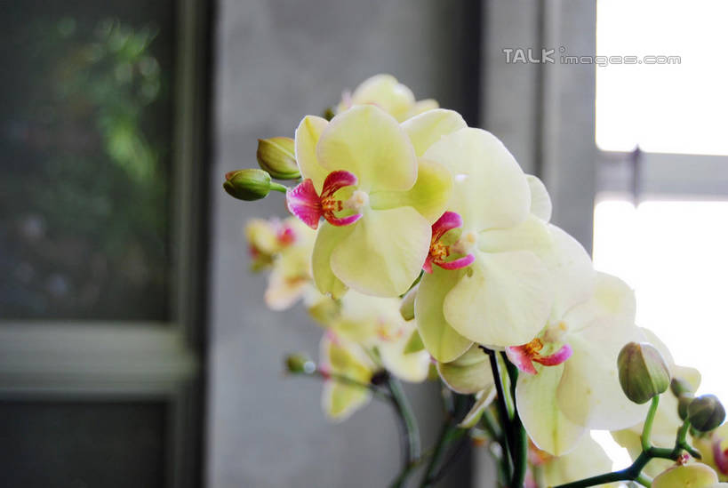 无人,横图,室外,特写,白天,正面,美景,蝴蝶兰,叶子,朦胧,模糊,盛开,景观,绿叶,花蕾,花,花瓣,花朵,鲜花,白色,自然,花苞,花蕊,嫩叶,景色,自然风光,蝶兰,兰中皇后,兰花,叶,叶片,彩图,兰花之后,台湾蝴蝶兰,shxw1