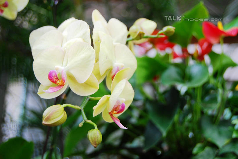 无人,横图,室外,特写,白天,正面,美景,蝴蝶兰,叶子,朦胧,模糊,盛开,景观,绿叶,花蕾,花,花瓣,花朵,鲜花,白色,自然,花苞,花蕊,嫩叶,景色,自然风光,蝶兰,兰中皇后,兰花,叶,叶片,彩图,兰花之后,台湾蝴蝶兰,shxw1