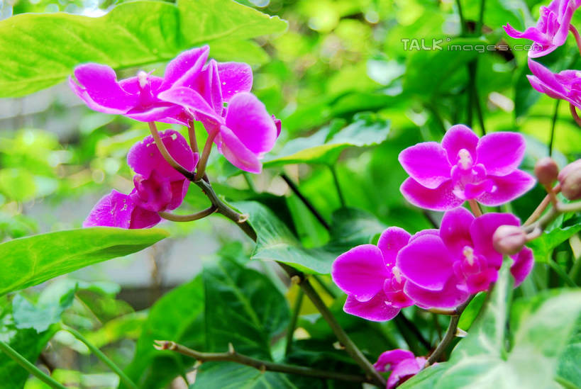 无人,横图,室外,特写,白天,正面,美景,蝴蝶兰,叶子,朦胧,模糊,盛开,景观,绿叶,花蕾,花,花瓣,花朵,鲜花,紫色,自然,花苞,花蕊,嫩叶,景色,自然风光,蝶兰,兰中皇后,兰花,叶,叶片,彩图,兰花之后,台湾蝴蝶兰,shxw1