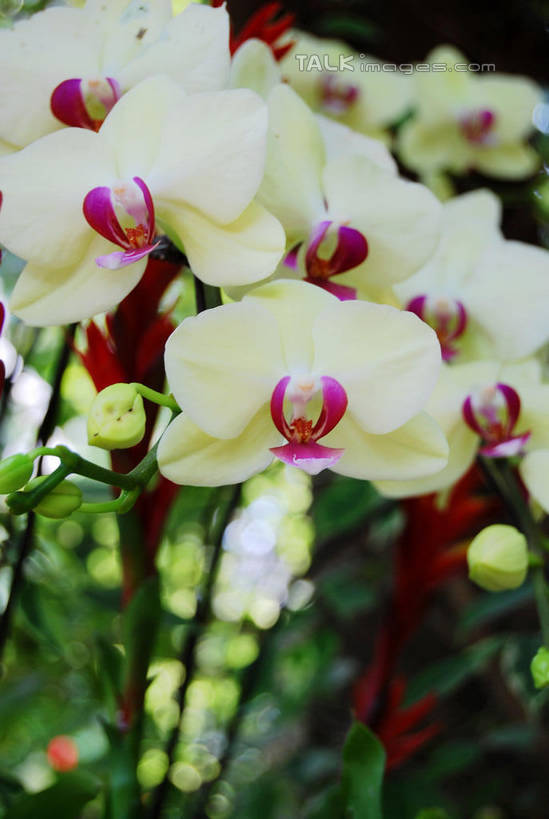 无人,竖图,室外,特写,白天,正面,美景,蝴蝶兰,叶子,阴影,朦胧,模糊,盛开,光线,影子,景观,绿叶,花蕾,花,花瓣,花朵,鲜花,白色,阳光,自然,花苞,花蕊,嫩叶,景色,自然风光,蝶兰,兰中皇后,兰花,叶,叶片,彩图,兰花之后,台湾蝴蝶兰,shxw1