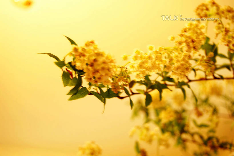 无人,横图,室内,白天,仰视,叶子,朦胧,模糊,盛开,墙,绿叶,花蕾,墙壁,墙面,花,花瓣,花朵,鲜花,花苞,花蕊,嫩叶,叶,叶片,彩图,低角度拍摄,shxw1