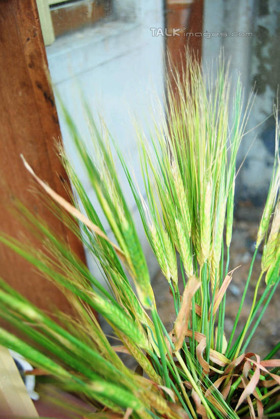 无人,竖图,俯视,室内,特写,白天,智慧,植物,花瓶,朦胧,模糊,艺术,陶瓷,陶瓷制品,文化,绿色,自然,插花,瓶子,生长,成长,插花艺术,创造,创作,想象,彩图,高角度拍摄,shxw1