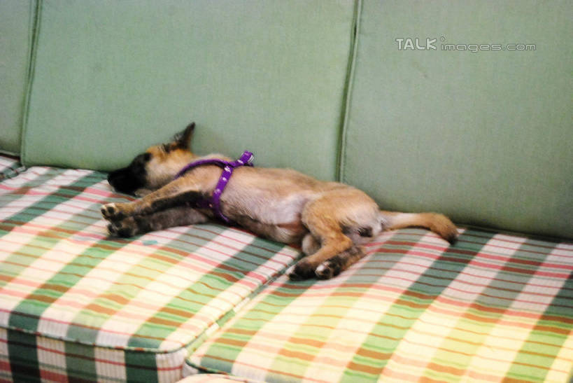 无人,客厅,躺,闭眼,睡,横图,室内,白天,正面,沙发,宠物,狗,狗绳,一只,动物,绳子,可爱,绳索,起居室,布艺沙发,狗链,牵引绳,忠诚,客堂,卧着,项圈,犬,闭眼睛,闭着眼,闭着眼睛,困,困觉,寝息,睡觉,躺着,卧,彩图,全身,狗链子,狗项圈,shxw1